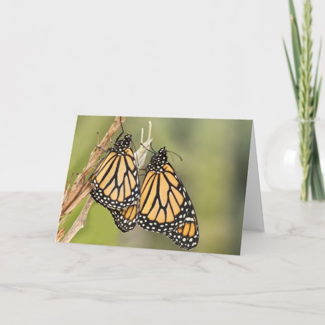 Monarque Papillons amis Cartes de voeux (Devant)
