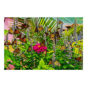 Monarque Papillons Glossy Poster 28 x 18,67"