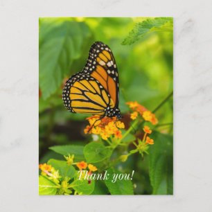 Monarque Sur Carte Postale Merci Lantana