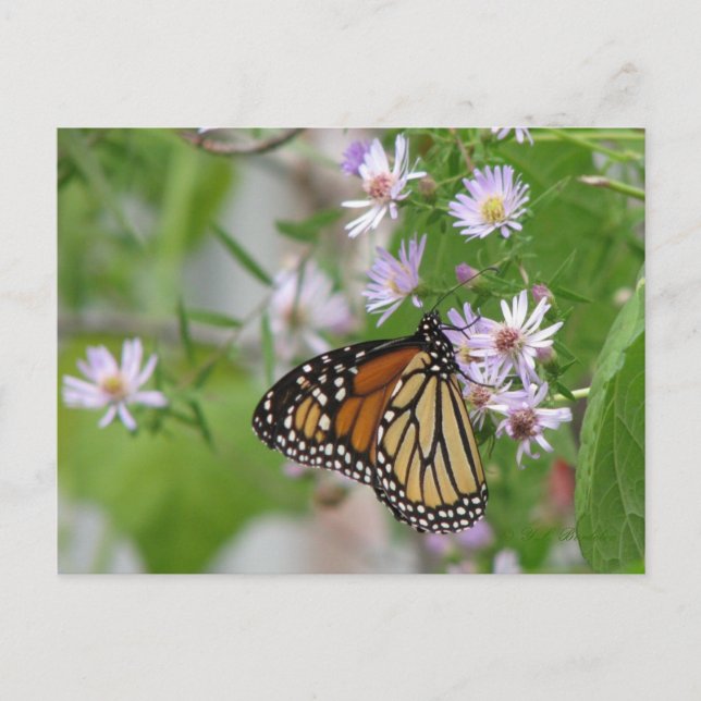 Monarque sur carte postale Wild Asters (Devant)