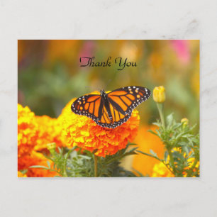 Monarque sur une carte postale TY Marigold
