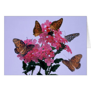 Monarques et Penta rose