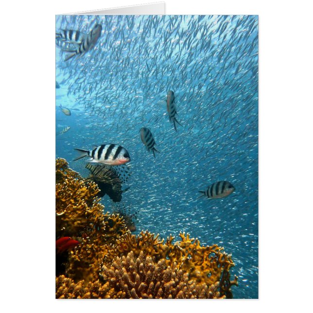 Monde sous-marin (Devant)