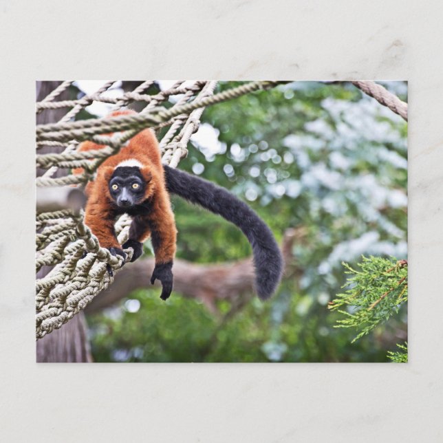 Money On Tree Postcard (Front)