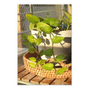 Money Plant Photo Print
