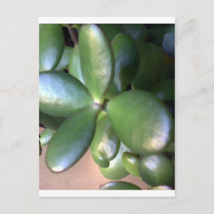 Money Plant Postcard