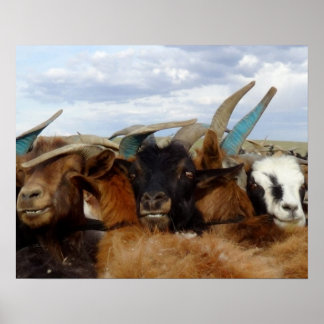 Mongolian Goats Poster