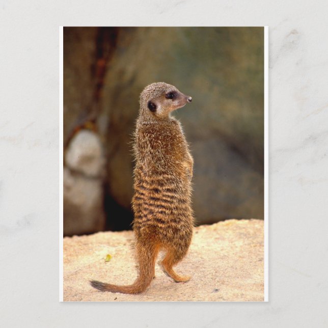 Mongoose10 Postcard (Front)
