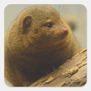 Mongoose a Tree Branch Square Sticker