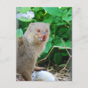 Mongoose in Hawaii Postcard