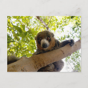 Mongoose lemur postcard