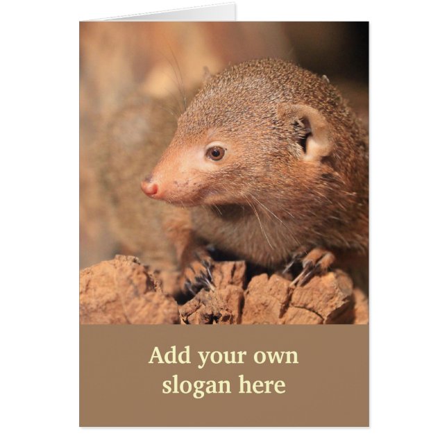 Mongoose Photo to Customize Yourself (Front)