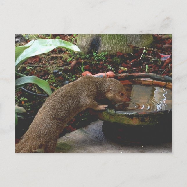 Mongoose Wildlife Happy Hour Postcard (Front)