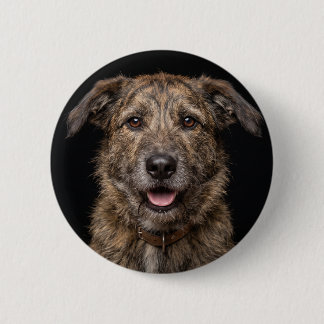 Mongrel dog isolated on black background 2 inch round button