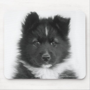Mongrel Dog, Studio Shot Mouse Pad