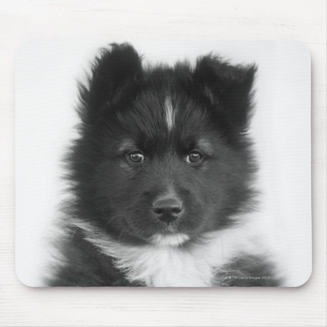 Mongrel Dog, Studio Shot Mouse Pad (Front)