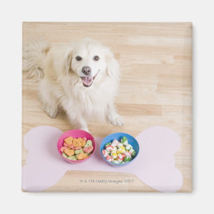 mongrel sitting in front of two bowls with dog magnet
