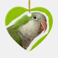 Monk Parakeet