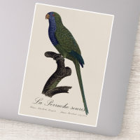 Monk Parakeet or Monk Parrot, Myiopsitta Monachus