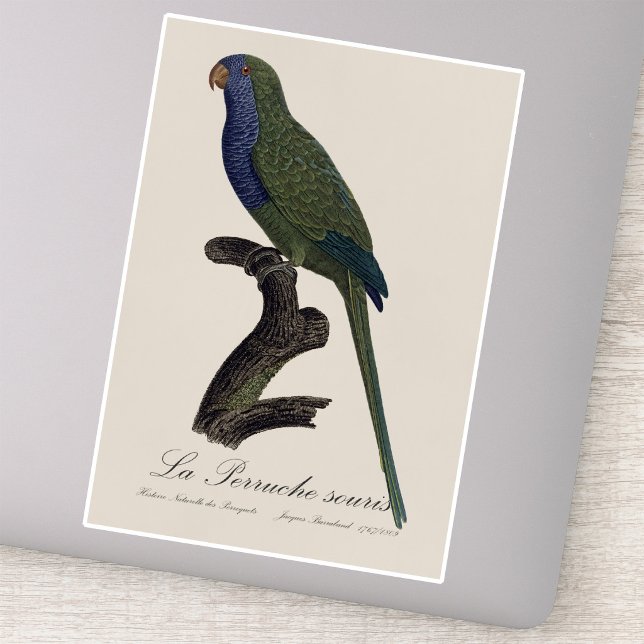 Monk Parakeet or Monk Parrot, Myiopsitta Monachus (Monk Parakeet or Monk Parrot, Myiopsitta Monachus. Sticker)