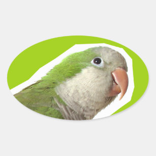 Monk Parakeet Oval Sticker