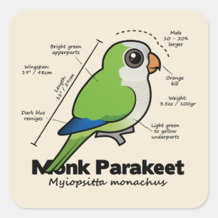 Monk Parakeet Statistics Square Sticker