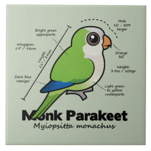 Monk Parakeet Statistics Tile