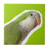 Monk Parakeet
