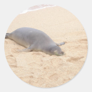 Monk Seal Sleeping Alone on Beach