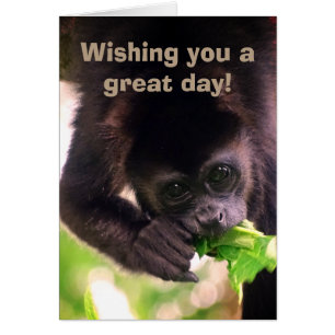 Monkey