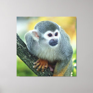 Monkey 004 canvas print