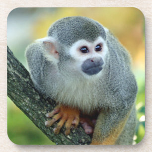 Monkey 004 coaster
