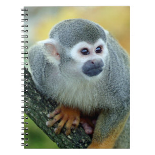Monkey 004 notebook