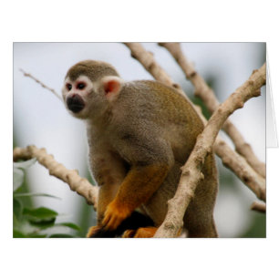 Monkey_2014_1201