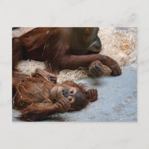 Monkey Ape Zoo Animal Postcard
