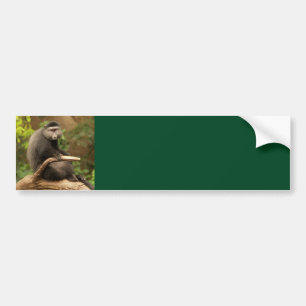 Monkey  Background Bumper Sticker