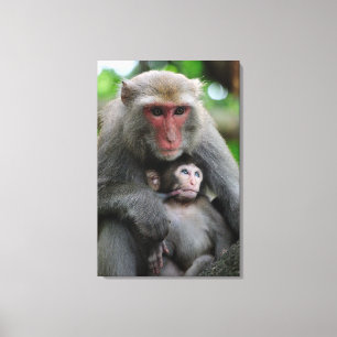 Monkey Breast Feeding Her Baby Canvas Print