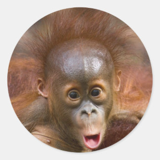 Monkey business 1 classic round sticker