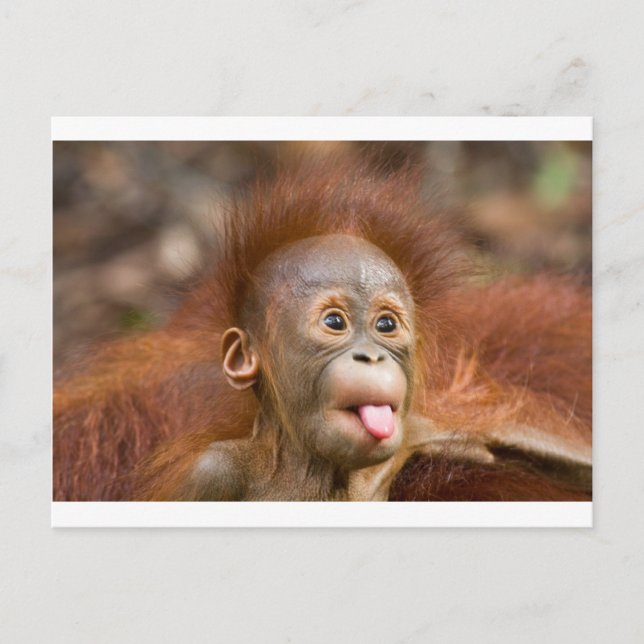 Monkey business 2 postcard (Front)