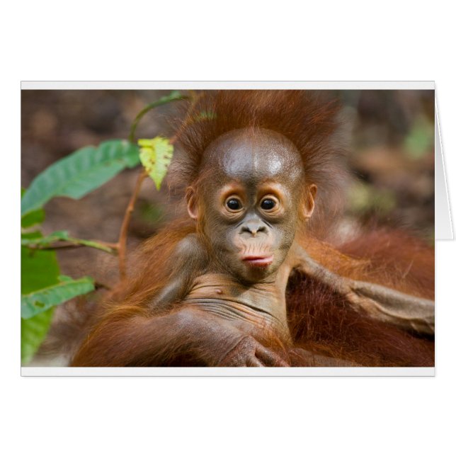 Monkey business 3 (Devant horizontal)