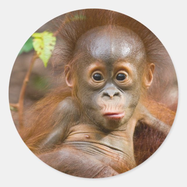 Monkey business 3 classic round sticker (Front)