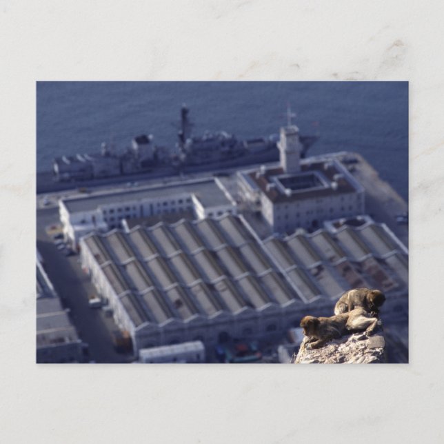 Monkey Business In Gibraltar Postcard (Front)