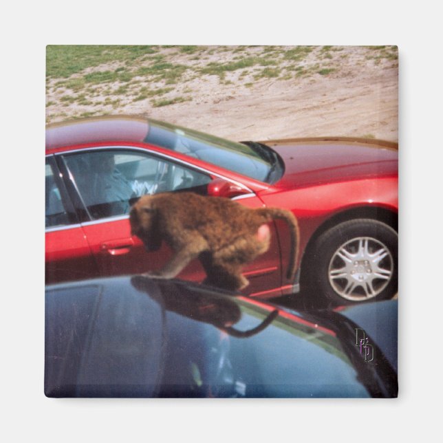 Monkey Business Magnet (Front)