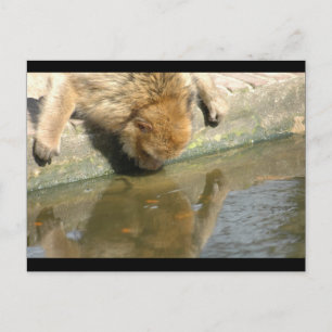 Monkey business postcard