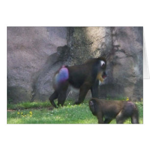 Monkey Butt