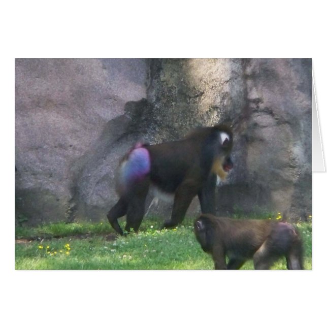 Monkey Butt (Front Horizontal)