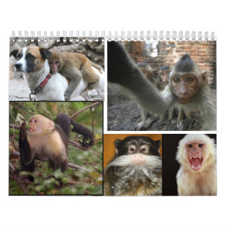 Monkey Calendar 2013
