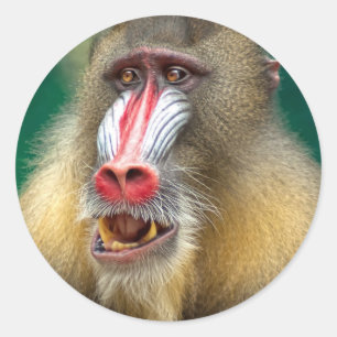 Monkey Classic Round Sticker