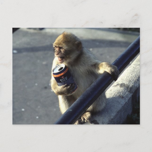 Monkey Drinking Postcard (Front)