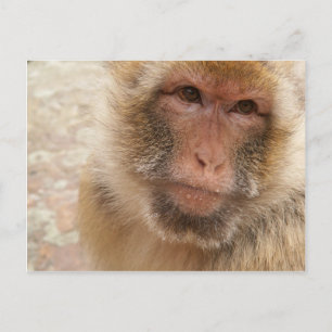 Monkey Face Postcard